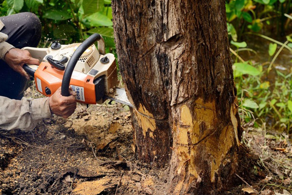 Tree Service Tree Service